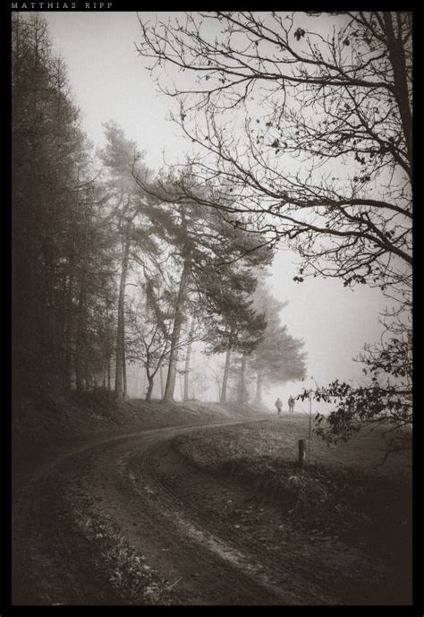 Free Images Tree Nature Forest Cloud Black And White Sky Fog