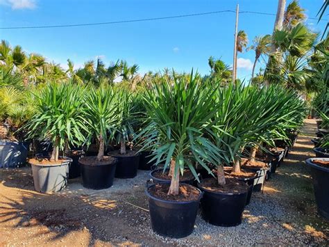 Yucca Elephantipes Pépinière Sainte Marguerite