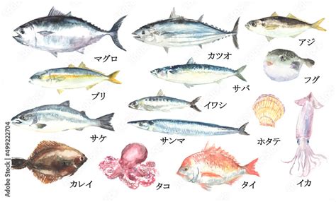 水彩で描いた魚介類のイラストセット Stock イラスト Adobe Stock