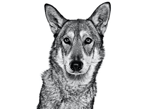 Saarloos Wolfdog | Royal Canin