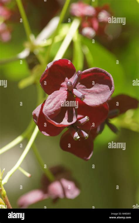 Akebia Quinata Five Leaf Akebia Stock Photo Alamy