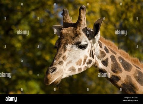 Giraffe close up Stock Photo - Alamy