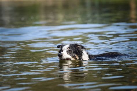 Border Collie Dog Is Swimming In The Water Stock Photo Image Of Cute