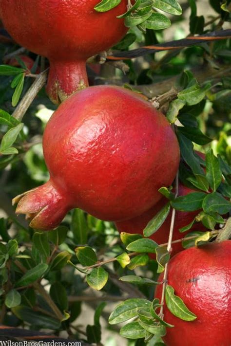 Buy Dwarf Pomegranate Punica Granatum Nana FREE SHIPPING Wilson