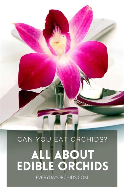 Are Orchids Edible? Fun Facts And How To Use Them - Everyday Orchids