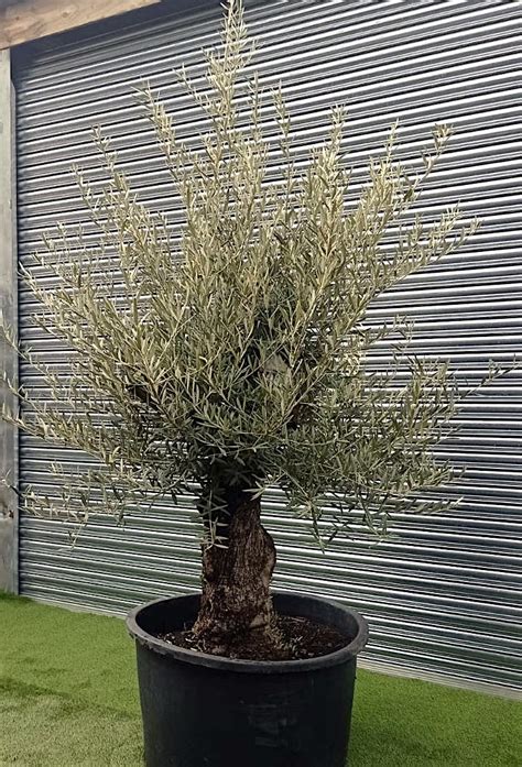 Olea Europaea Mature Olive Tree Cm Girth Caragh Nurseries