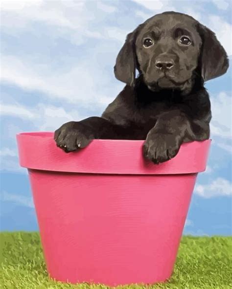 Cute Black Labrador Retriever Paint By Numbers Numeral Paint Kit