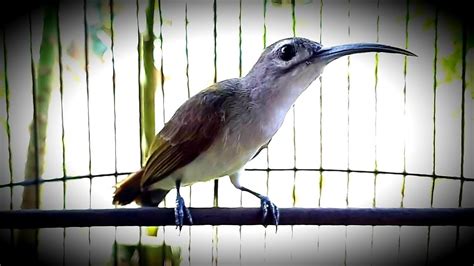 Pancingan Suara Burung Pijantung Pisang Gacor Dor Cocok Untuk Burung