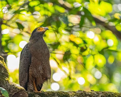 Crested Serpent Eagle Spilornis Cheela Perched On A Tree Branch Stock