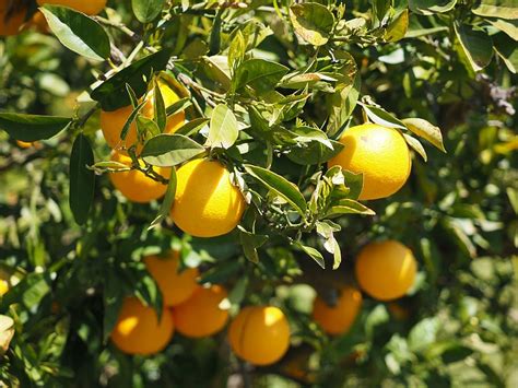 HD Wallpaper Oranges Fruits Orange Tree Citrus Fruits Leaves