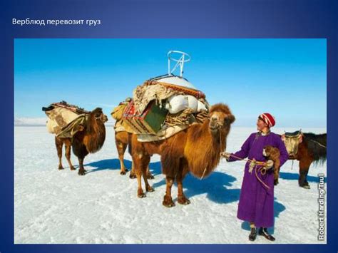 Как животные помогают человеку - online presentation