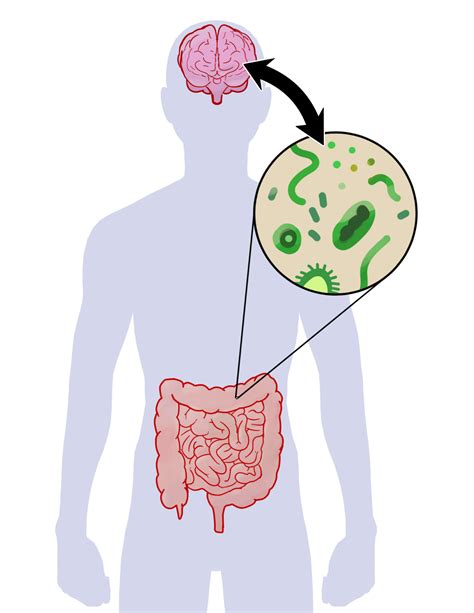 The Gut Brain Connection Your Gut And Brain Are More Connected Than