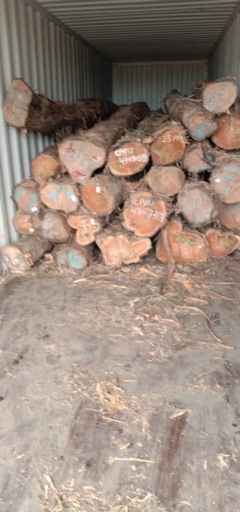 Sudan Teak Round Logs At Rs Cubic Feet Teak Wood Logs In Surat