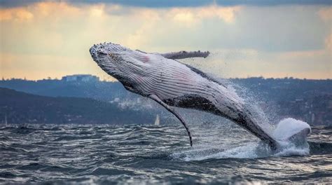 Las ballenas ayudan a combatir el cambio climático e impulsan la