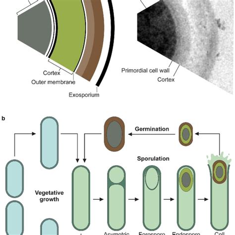 Structure of the spore and life cycle. | Download Scientific Diagram