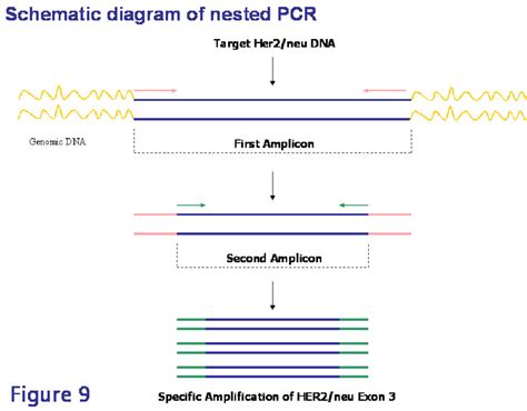 Schematic Diagram Of Nested Pcr The First Pair Of Primers Amplifies