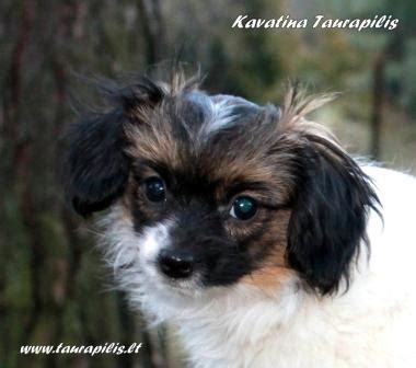 Kavatina