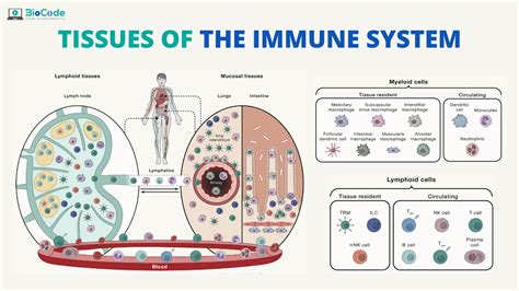 Tissues Of The Immune System Biocode