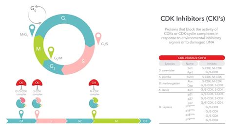 Diagramme D Illustration Vectorielle Des Inhibiteurs De La Kinase