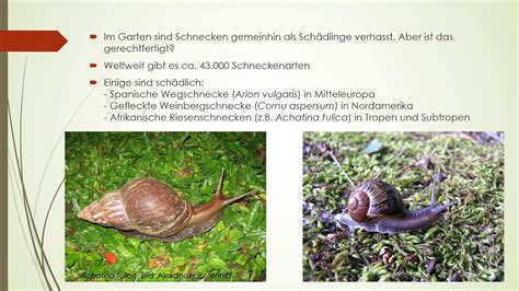 Einheimische Schnecken Und Muscheln Im Garten Youtube