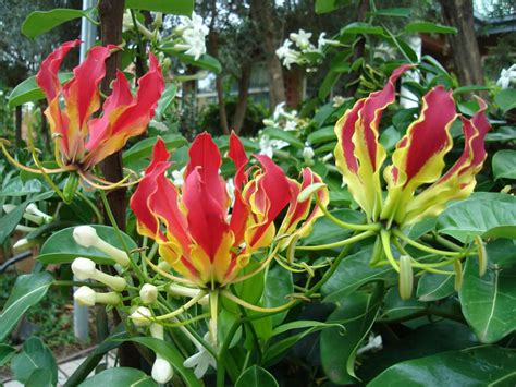 Gloriosa superba (Flame Lily) - World of Flowering Plants