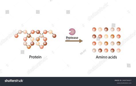 Protein Digestion Proteases Enzymes Proteinases Peptidases Stock Vector ...