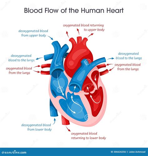 Blood Flow of a Human Heart Vector Illustration Educational Diagram ...