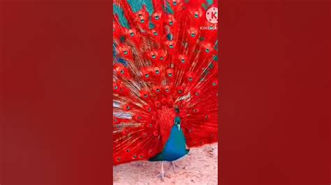 Beautiful Peacock Dancing Video Amazing Peacock Dance Peacock