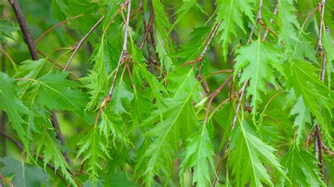 Betula Pendula Dalecarlica Westlandnurseries