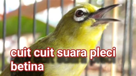 Suara Pleci Betina Super Ampuh Buat Pancingan YouTube