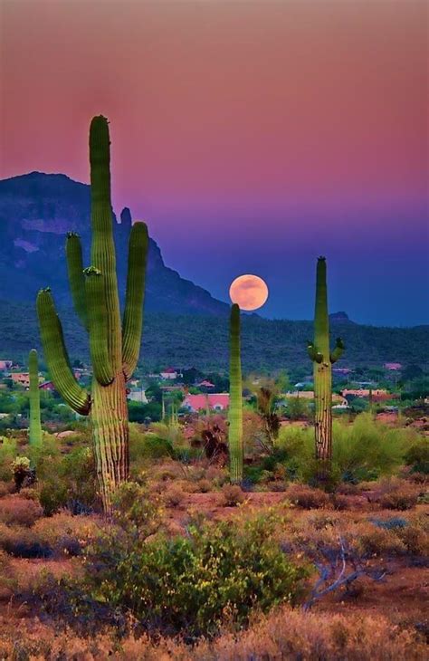 Sunset Cactus : r/cactus