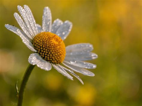 Parts Of A Daisy What Are These Flowers And What Are Their Parts