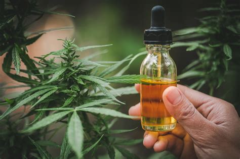 CBD tinctures: 5 things every consumer should know | GreenState