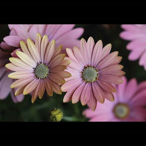 Elite Colour Osteospermum Serenity Sunset Magic Potted Colour Mitre 10™