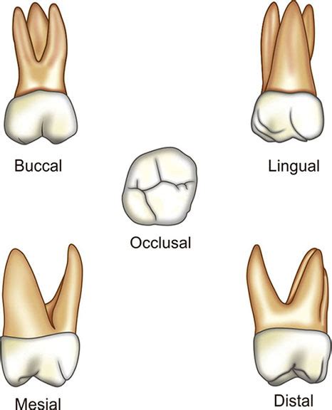 Permanent Maxillary First Molar Tooth Morphology Made Easy Off