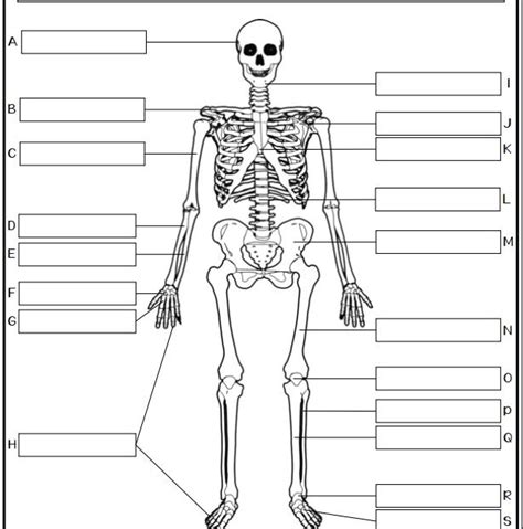 Skeletal System Label The Parts Diagram Quizlet