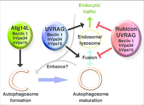 Model Of The Role Of Three Beclin 1 Vps34 Complexes The Atg14L Complex