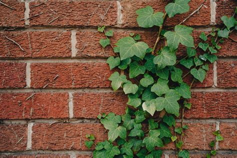 Comment rénover un mur extérieur en brique en 4 étapes