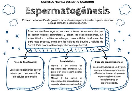 Espermatogénesis Espermatogénesis Proceso de formación de gametos