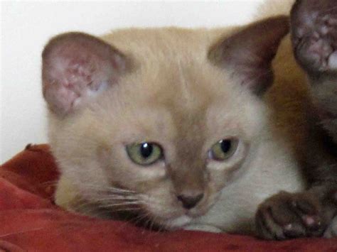 Green Dragonette A Burmese Kitten Interlude