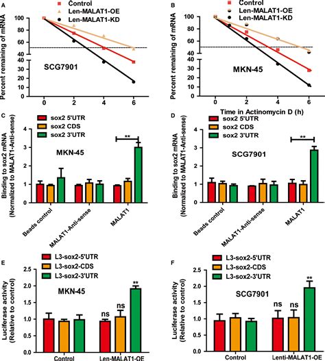 Retracted Lncrna Malat Increases The Stemness Of Gastric Cancer Cells