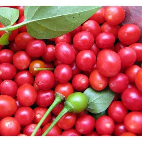 Wild Chiltepin Chile Pepper Seeds capsicum Annuum Chili - Etsy