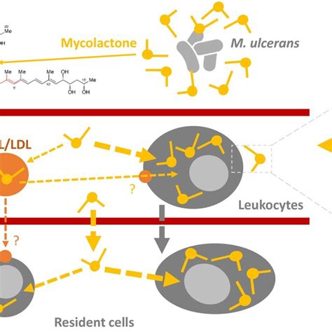 Current Understanding Of Mycolactone S Distribution In Infected Hosts