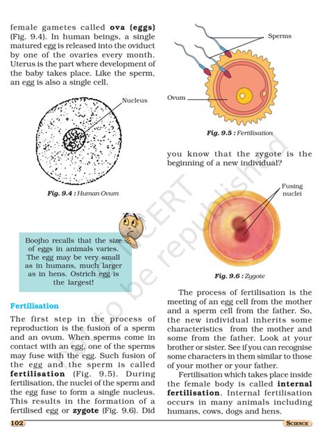 Ncert Book Class 8 Science Chapter 9 Reproduction In Animals