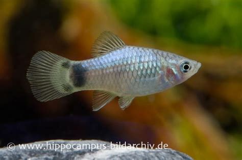 Mickey Mouse Platy Blau Xiphophorus Maculatus Tiere Zierfische