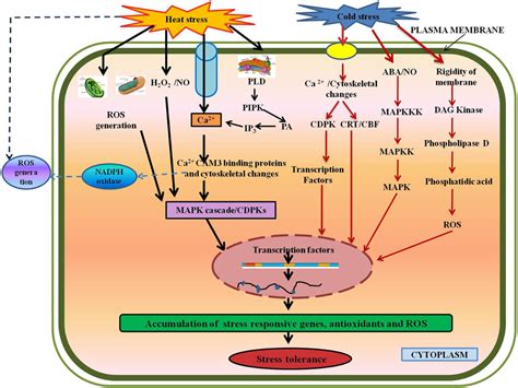 Frontiers Temperature Stress And Redox Homeostasis In Agricultural Crops