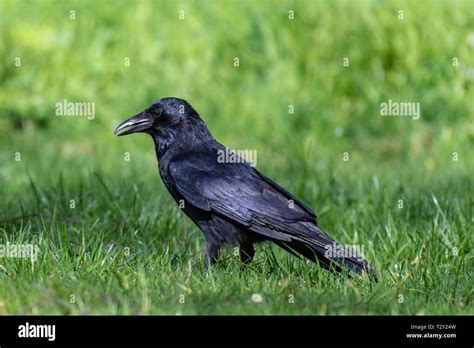 Carrion Crow Corvus Corone Stock Photo Alamy