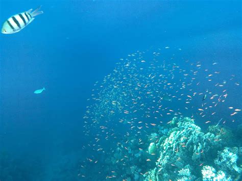 "Sport & Freizeit" Flamenco Beach & Resort (El Quseir) • HolidayCheck