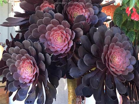 Aeonium 'Short Black' - World of Succulents