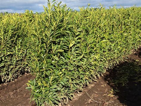 Skip or Schip Cherry Laurel (Prunus laurocersasus 'Schipkaensis') Hedges